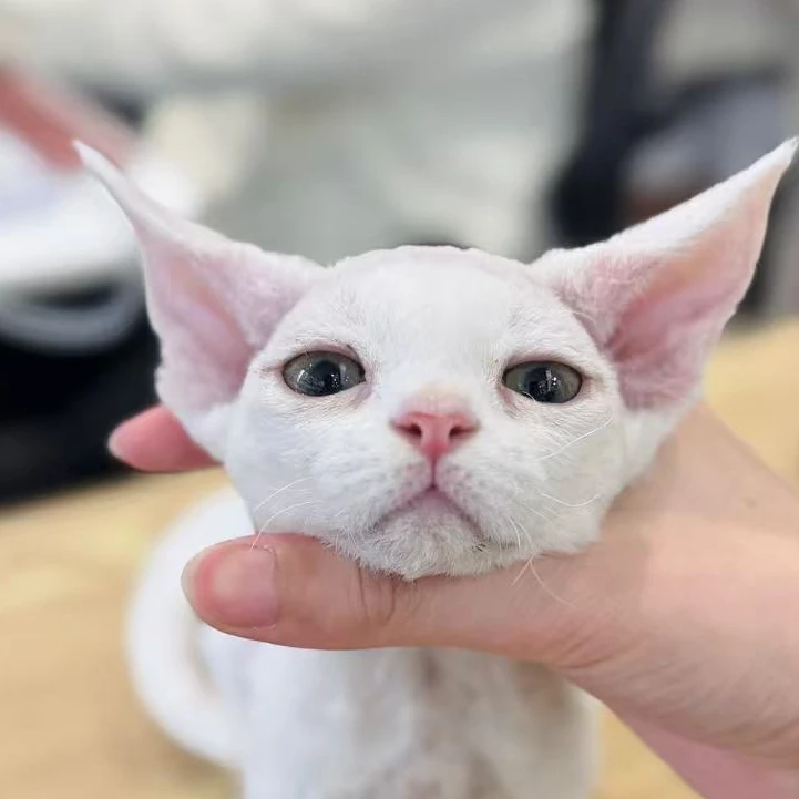 来了姊妹-纯白德文猫 弟弟 205