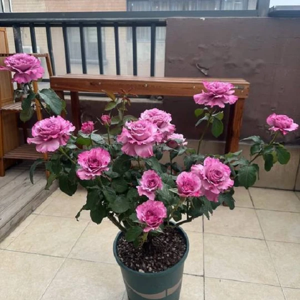 惠惠的花园暮光之城丰花月季鲜花月季花浓香多花阳台庭院盆栽