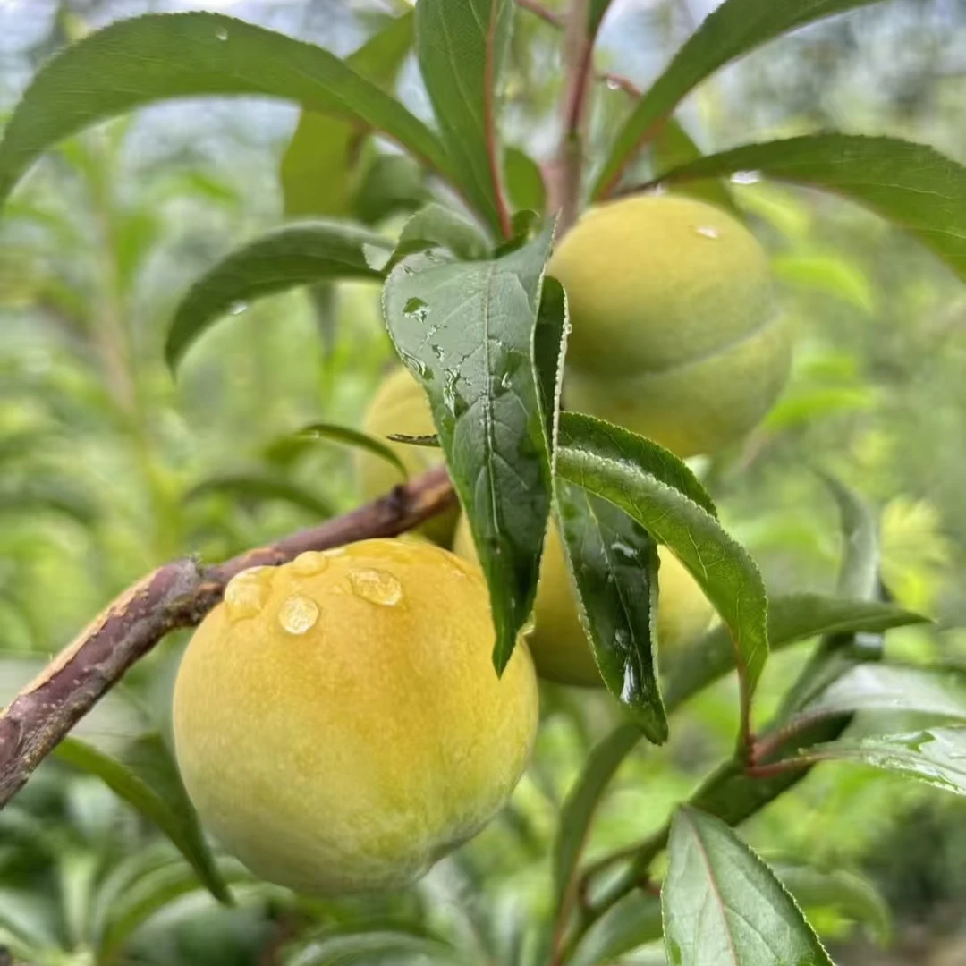 【顺丰次日达】贵州六马蜂糖李高山种植新鲜采摘脆甜冰糖心当季水果贵州省