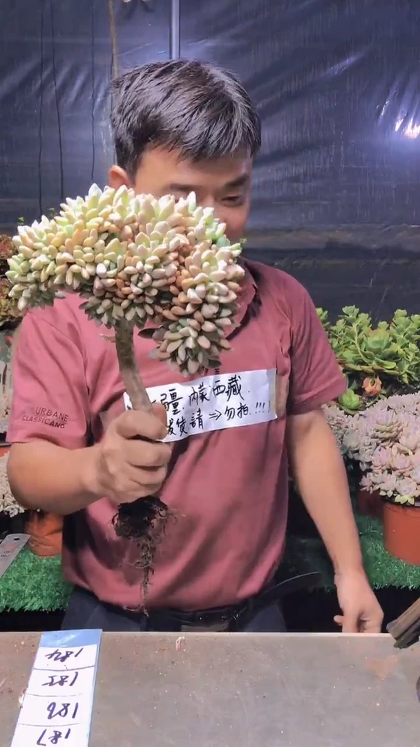 184淡雪缀化一物一拍