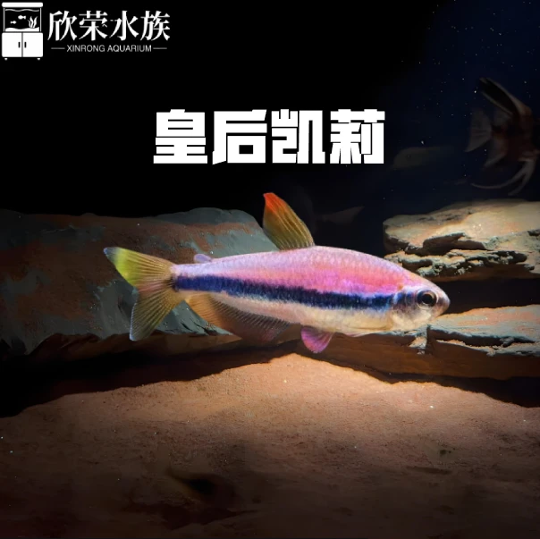 皇后凯莉灯鱼南美小型鱼热带观赏鱼电光凯蒂超级蓝国王凯丽灯活体
