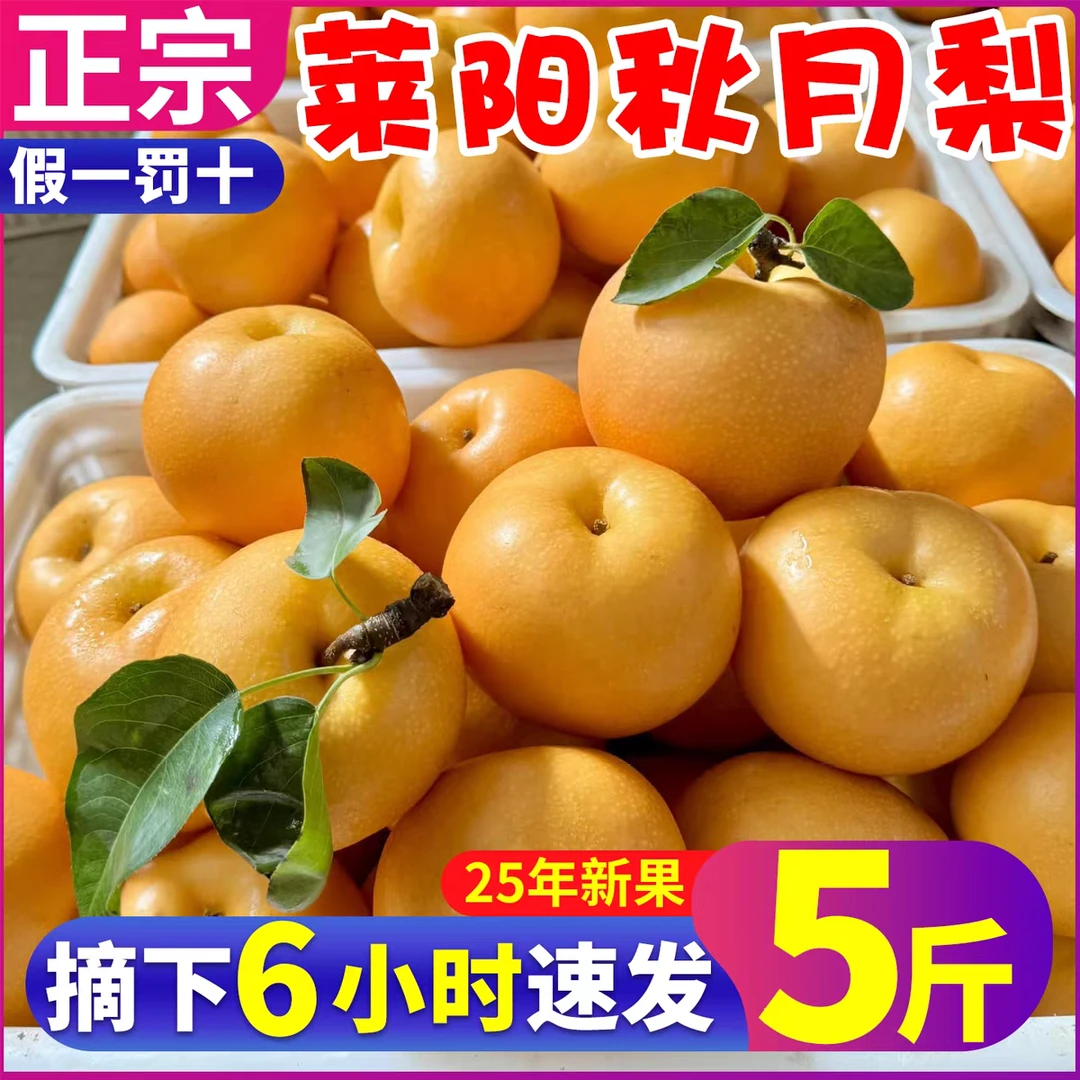 山东正宗莱阳秋月梨新鲜水果礼盒装秋月梨包邮脆甜