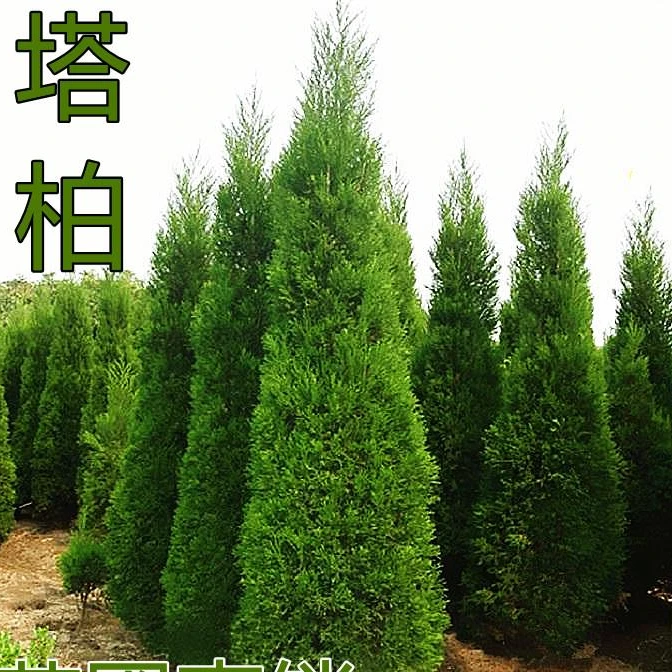 塔柏 蜀桧 墓地松 扫墓松 清明松 侧柏扁柏 松柏洒金柏龙柏松树苗