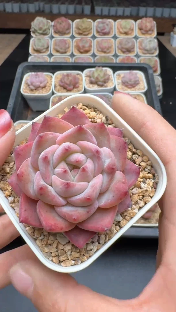 【闪购商品】592E号一物一拍多肉花卉植物3颗起发