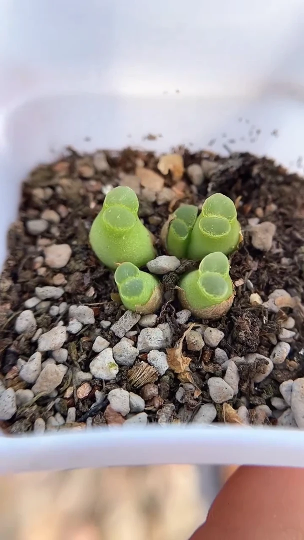 【闪购商品】1866直播一物一拍