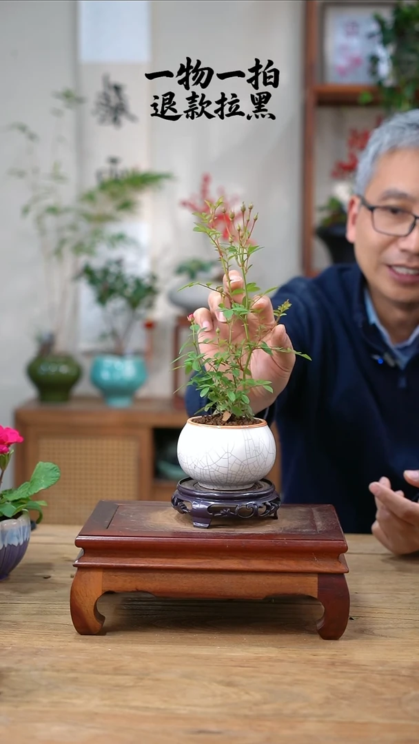 完全开放@**?月季183