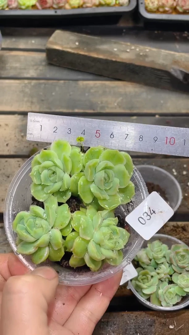 034虾饺母本        量拍2颗