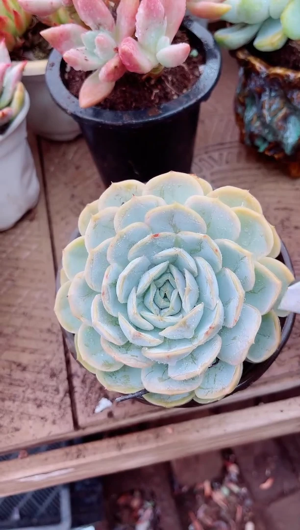 踏**梅多肉植物一物一拍27096