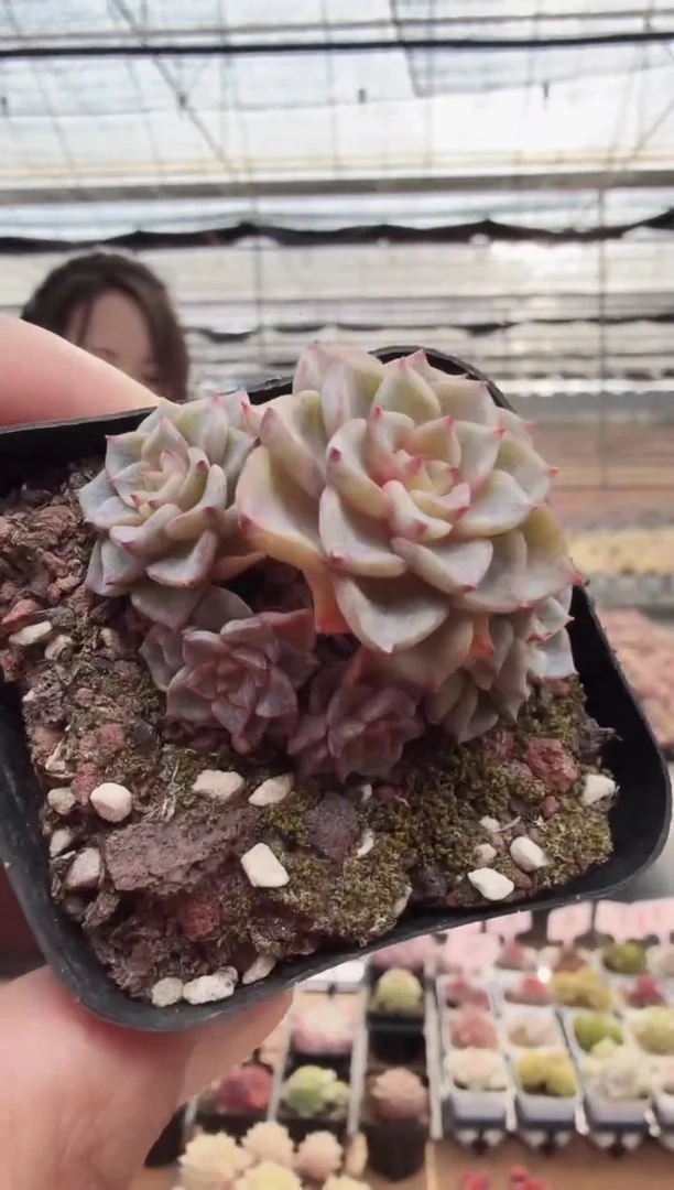 东云多肉园新款-59