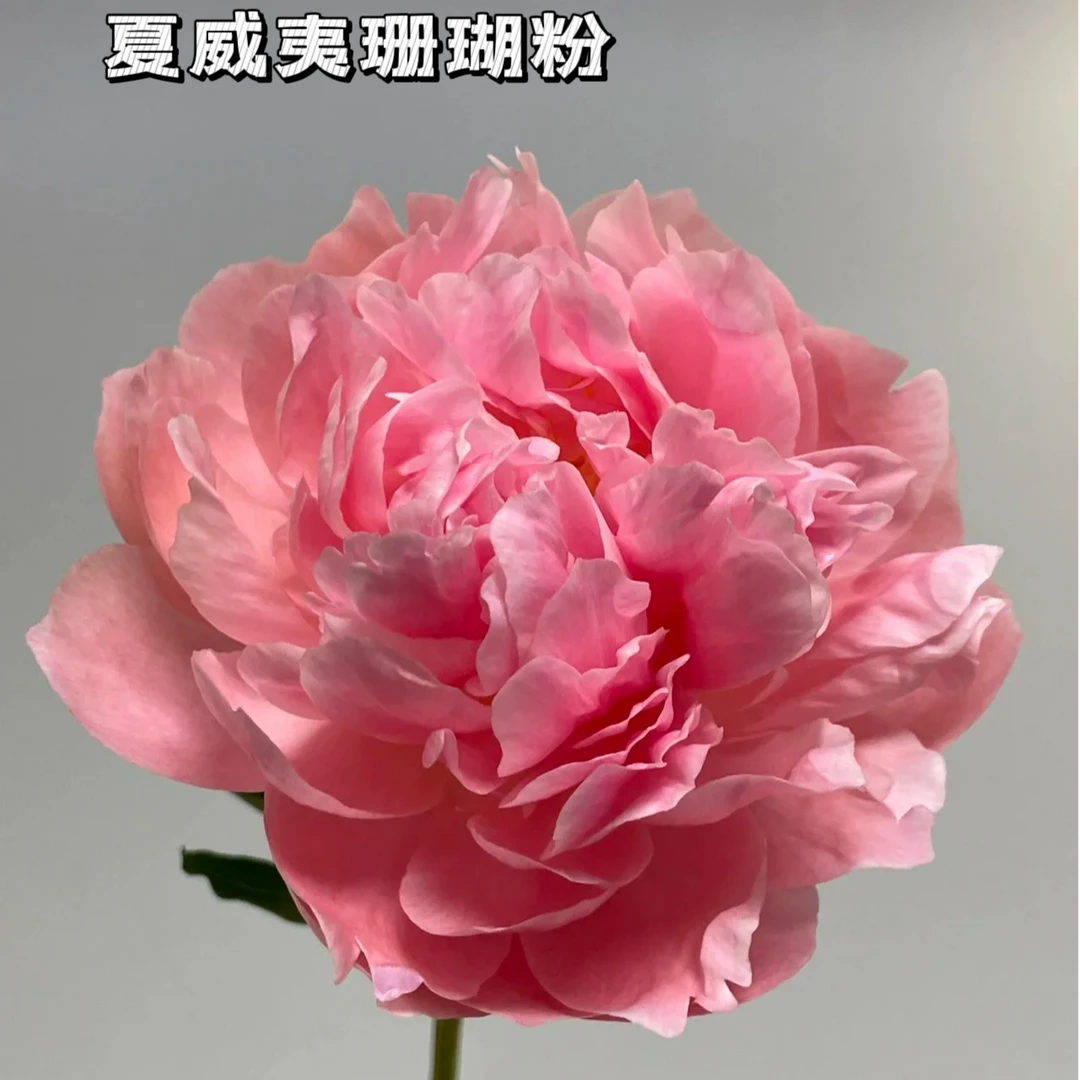 【夏威夷珊瑚粉】芍药鲜切花A级重瓣山东菏泽基地直发