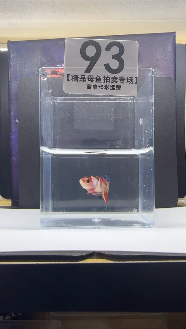 斗鱼泰国斗鱼精品母鱼编号93