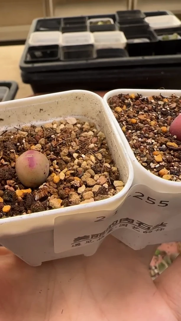 【闪购商品】13-255