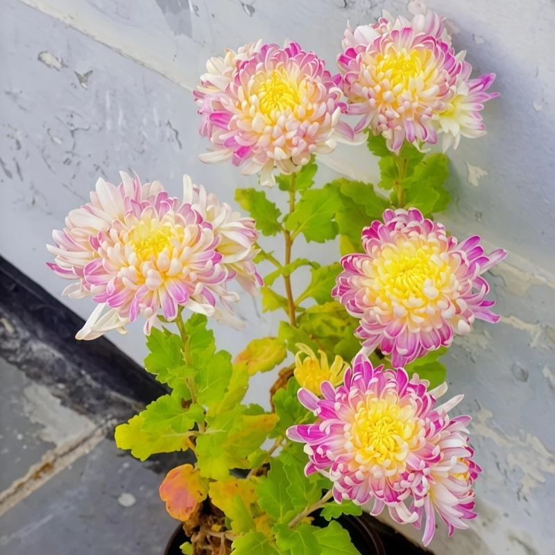 【国华圣者】新鲜菊花苗带原土室内外绿植花卉超大花苗类优质扦插苗