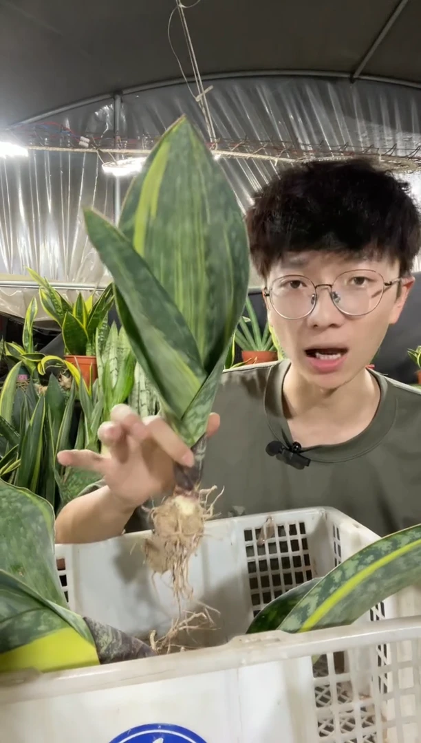 黄金宝镜单叶带心裸根14.8