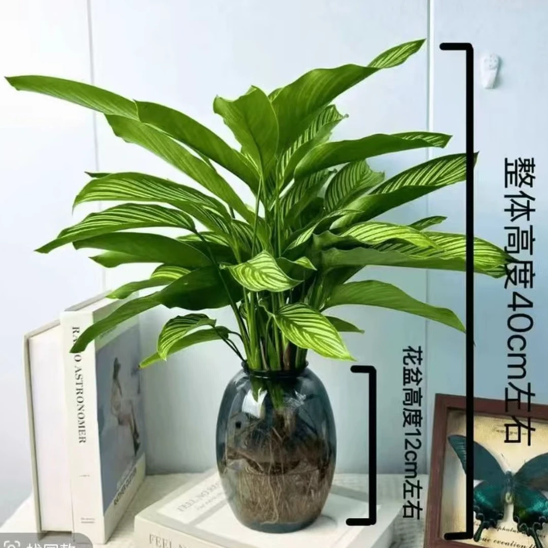 【基地精选】青纹竹芋水土培盆栽室内四季常青好养客厅办公室绿植N