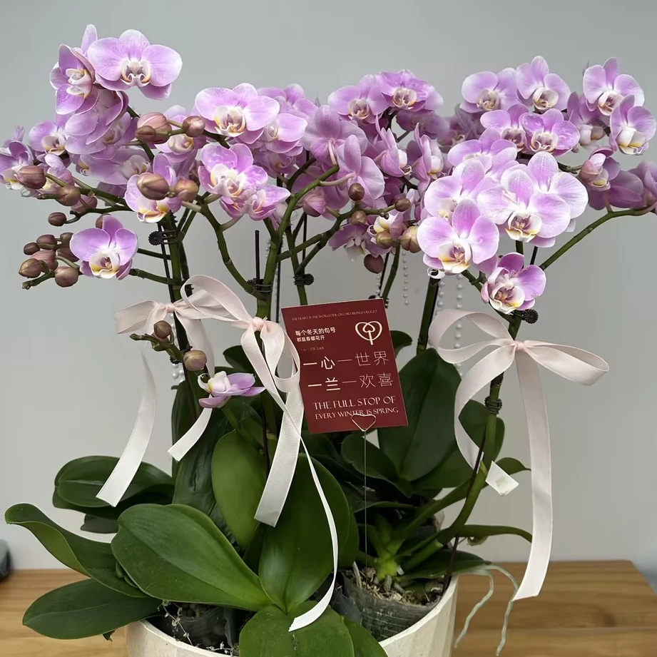 【优雅 单株】 拍8组盆 顺丰次日达 组盆发货 蝴蝶兰 年宵花 农场直发