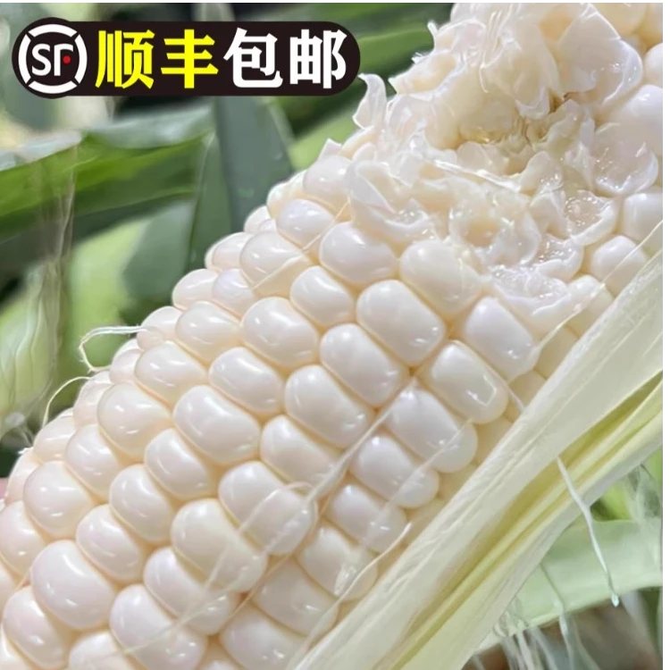 爆浆牛奶水果玉米可生吃刺身级新鲜甜冰糖玉米新鲜现采甜脆嫩健康