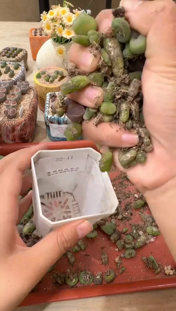 多肉植物肉锥22-11