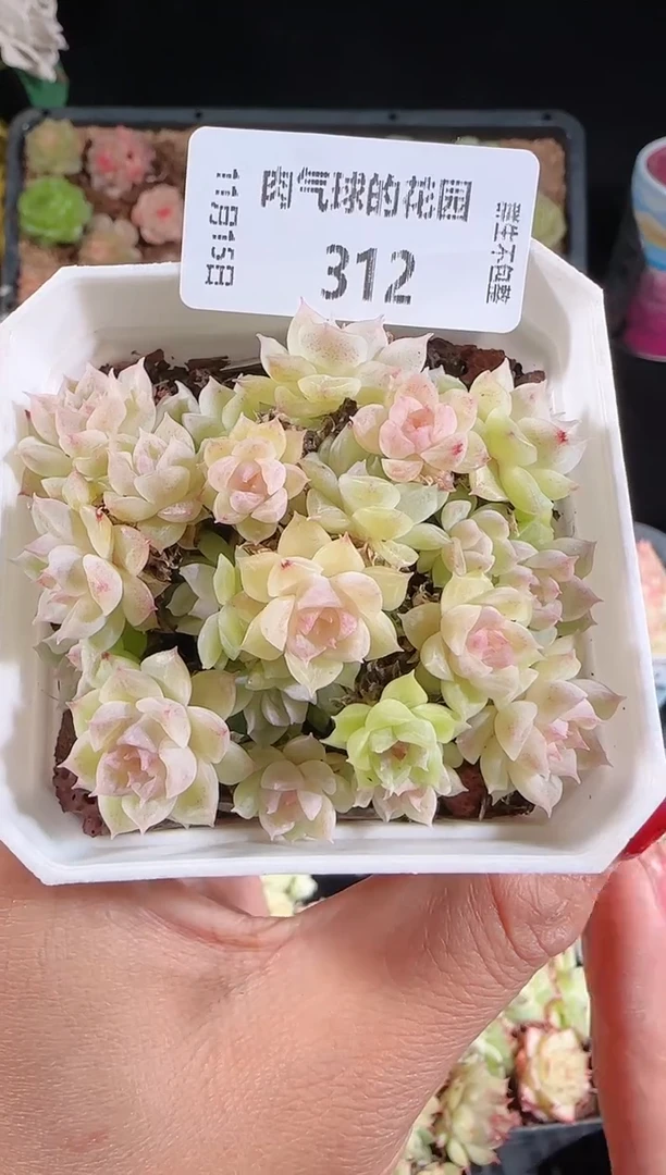 1115-312群生不包整