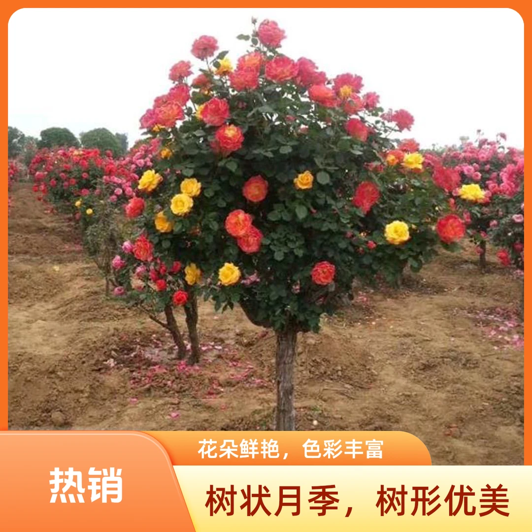大型精品古桩老桩树状月季棒棒糖月季花多色大花浓香型四季开花