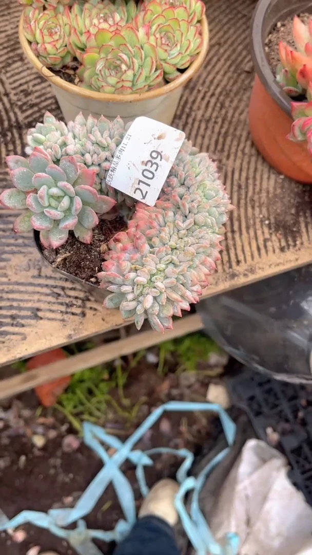 一***走跃跃精品多肉21039