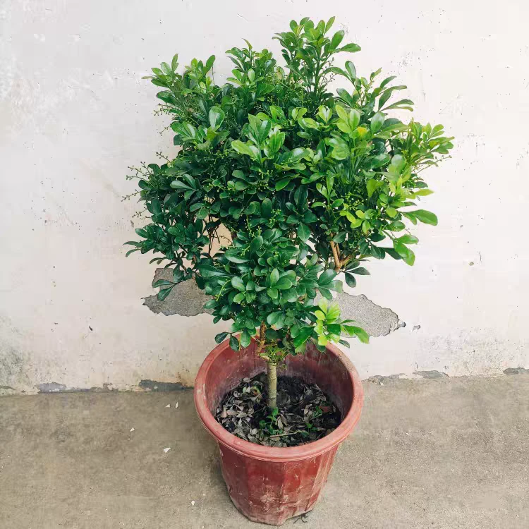 米兰花盆栽树形独杆九里香盆栽四季开花室内香花植物净化空气老桩