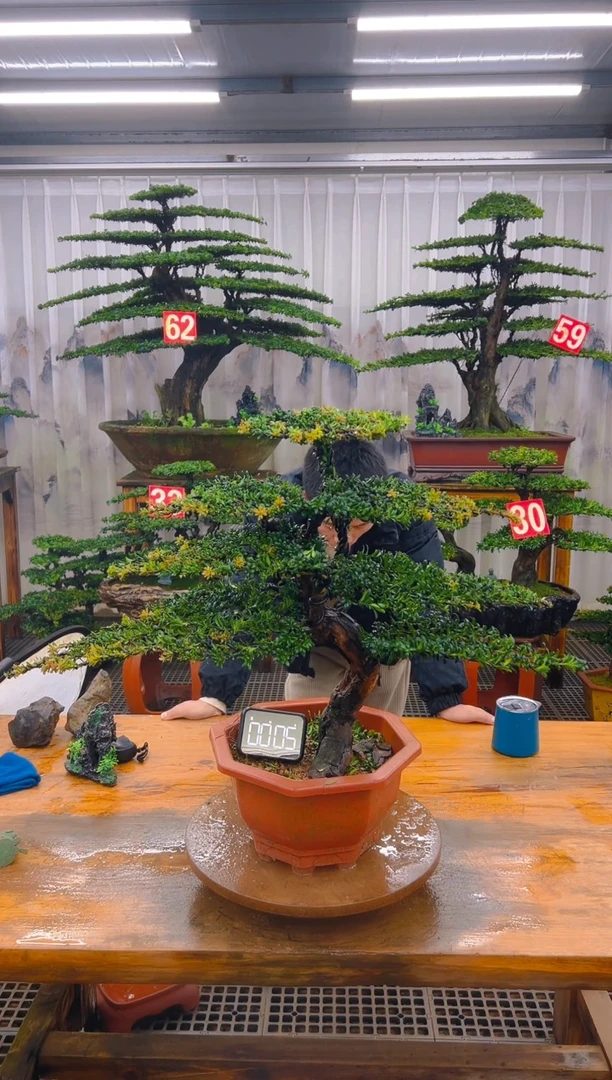 无花朵精品盆景直播间一物一拍