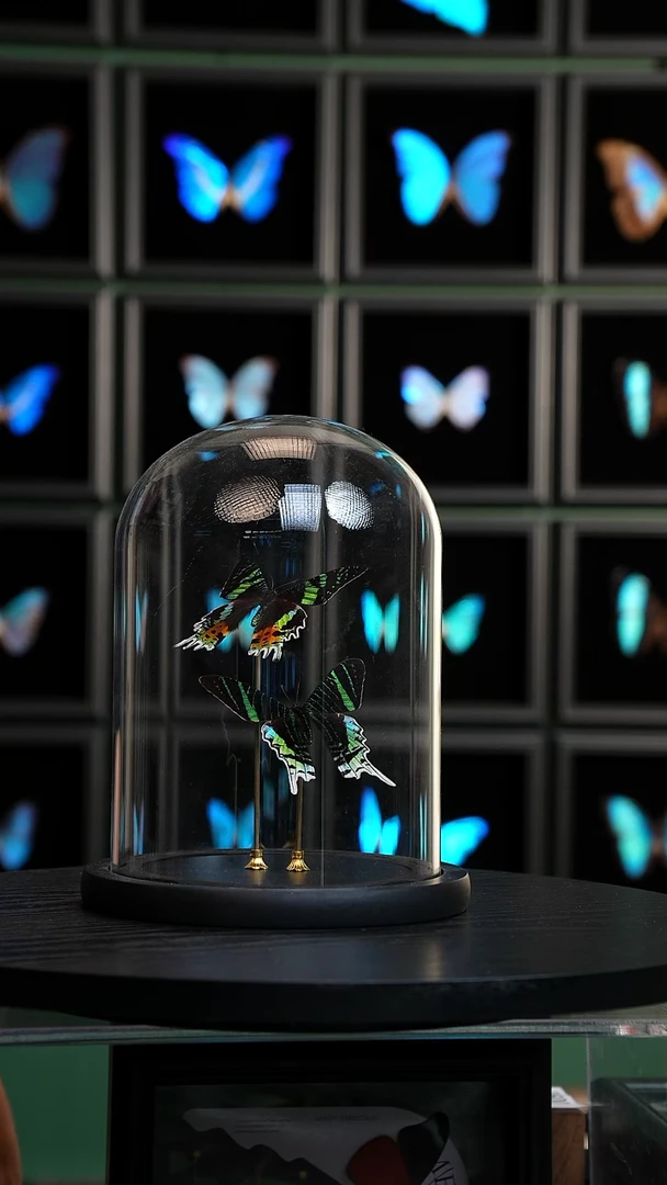 太阳蛾+月亮蛾大号玻璃罩