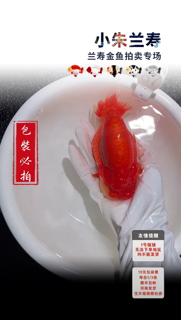 金鱼包装必拍未拍顺丰到付87号