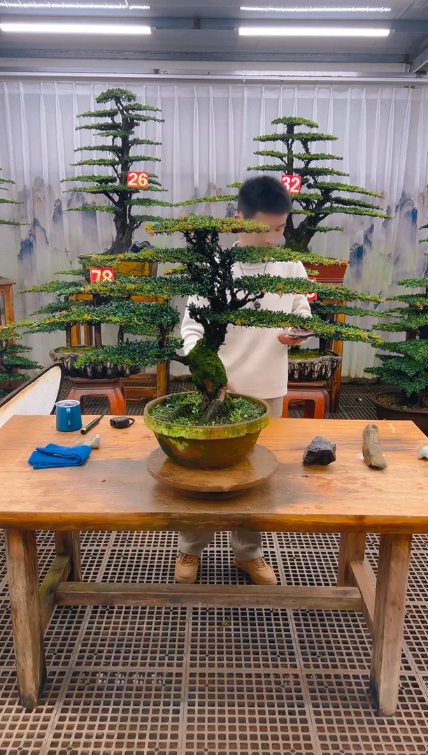 无花朵精品盆景直播间一物一拍