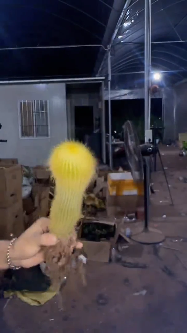 2颗 大单头 金丝猴【带根】