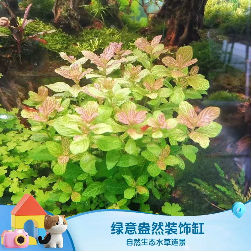 红丝青叶水草鱼缸淡水植物适合新手无需底沙造景装饰
