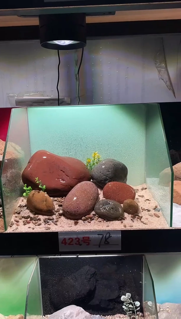 423号鱼缸造景（不含底砂）