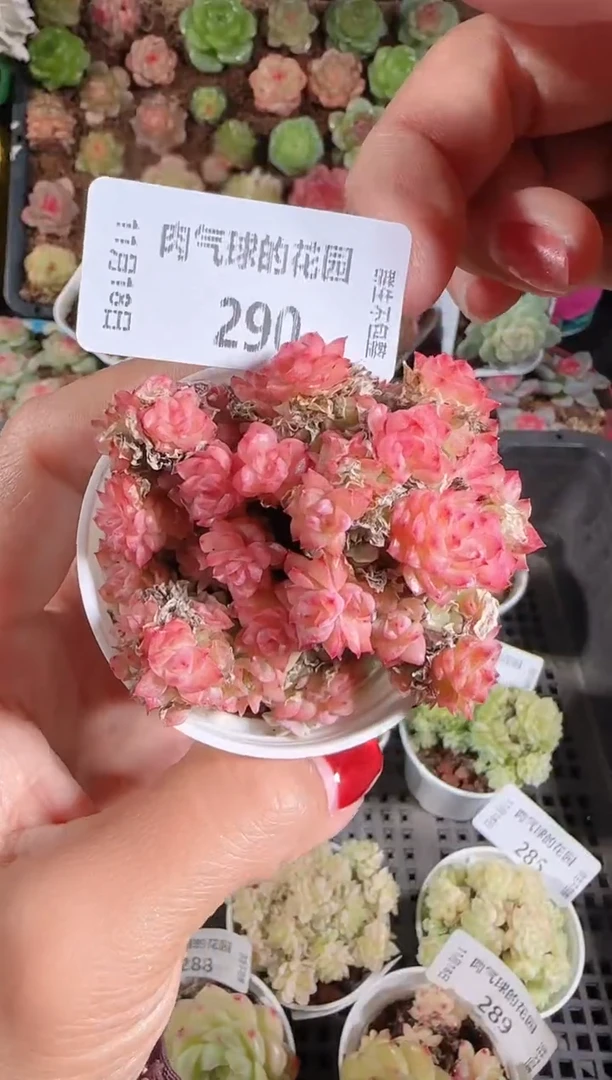 1118-290群生不包整