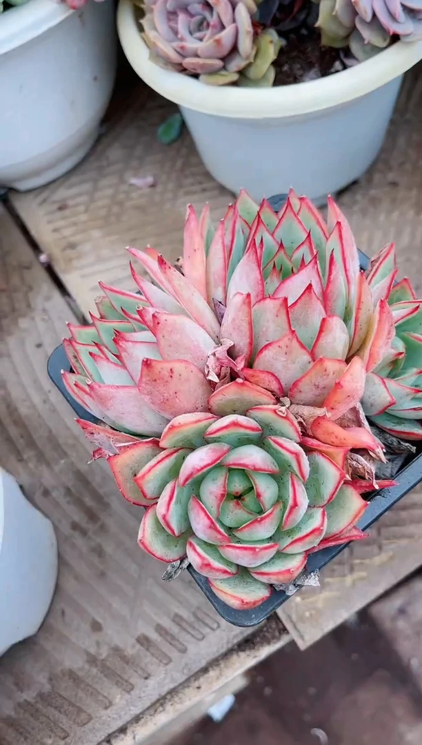 【闪购商品】19202多肉