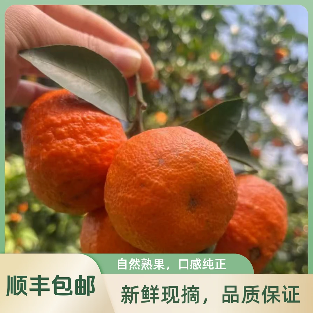 '[福利款]正宗广西沙糖桔新鲜水果当季沙糖桔整箱包邮