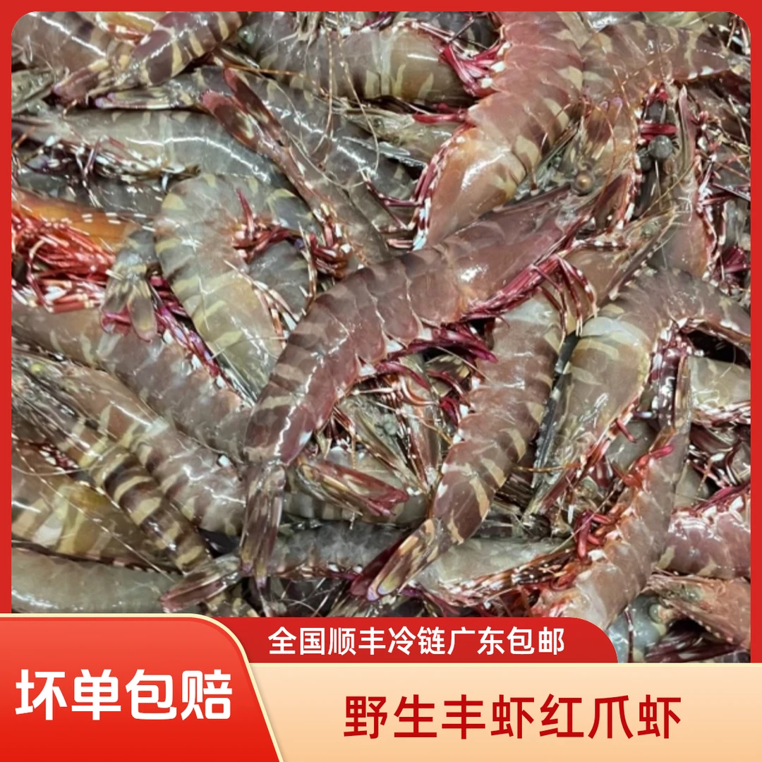 汕尾本港纯天然野生红爪虾 丰虾 乌目虾