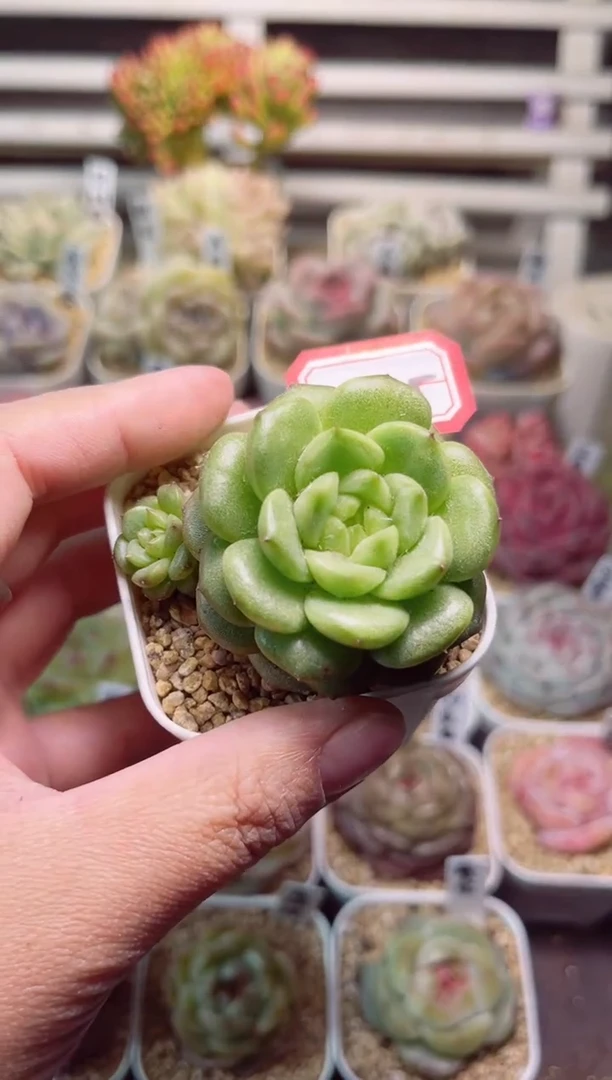 【闪购商品】M115灯泡珍妮一物一拍