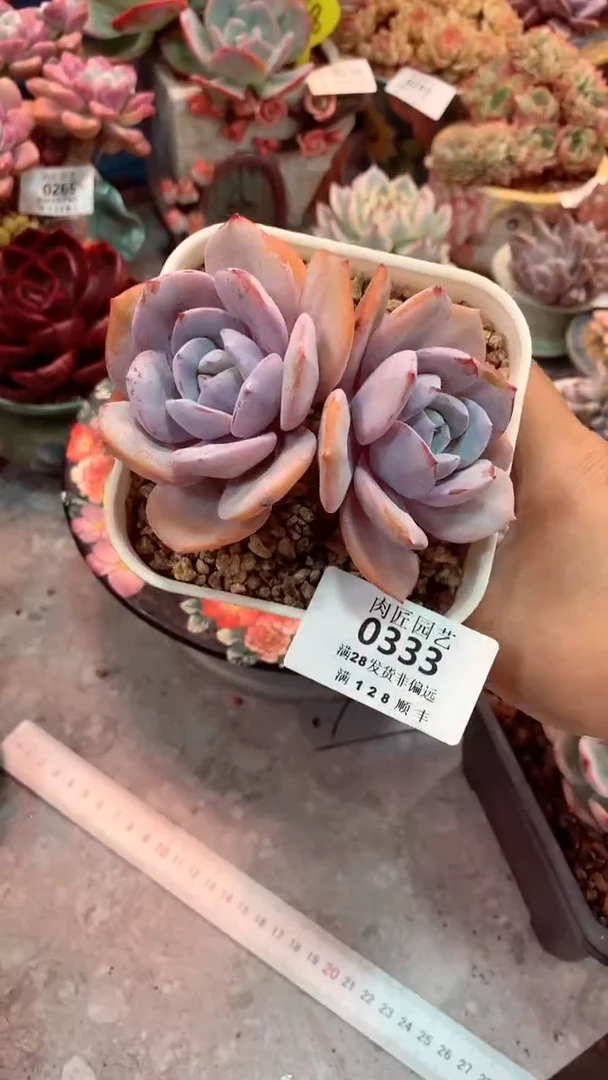 0333     模特区 奶茶