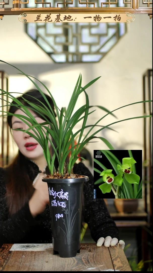 完全开放春剑大富贵5苗苗4花苞