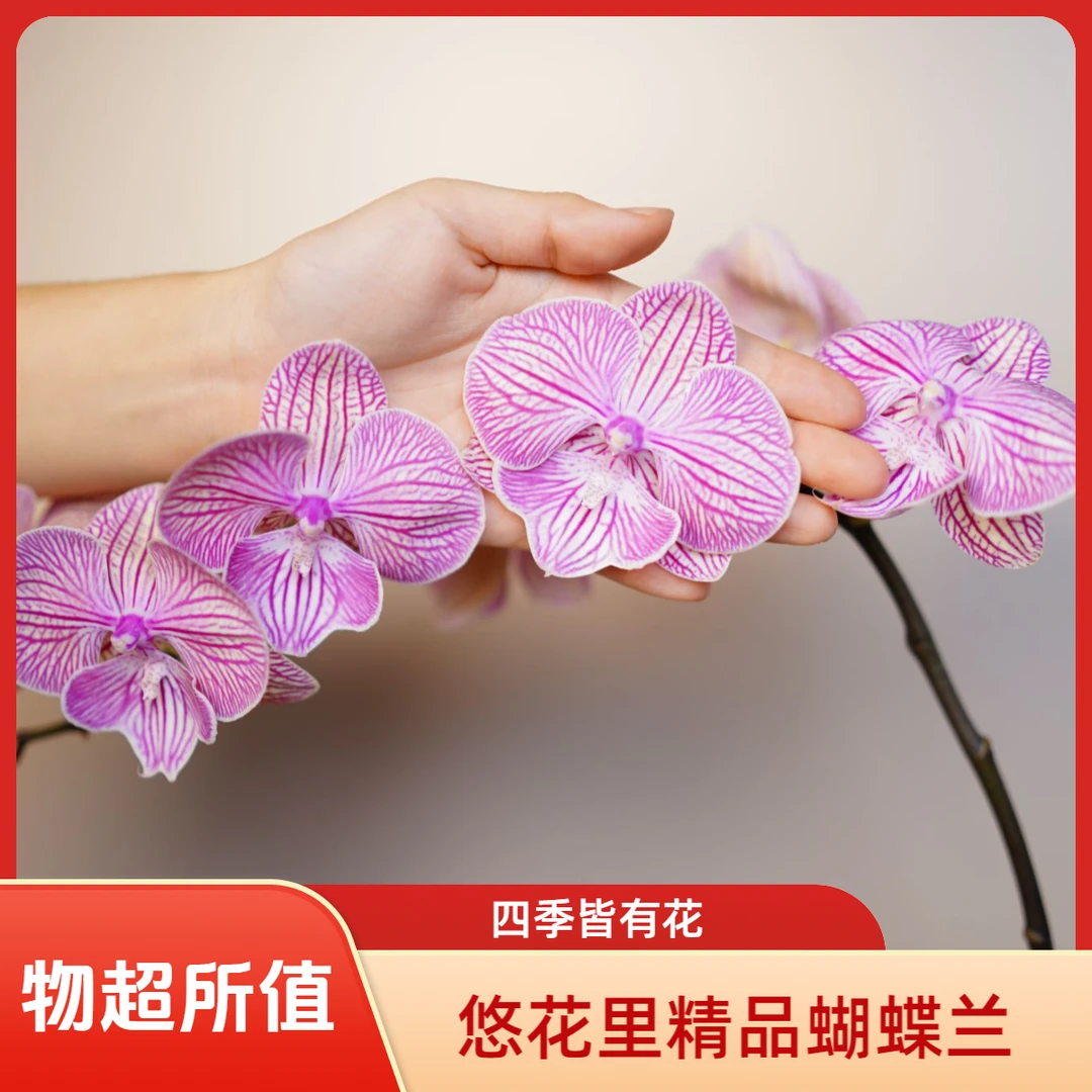悠花里蝴蝶兰【七彩玫瑰) 全花开花株发货
