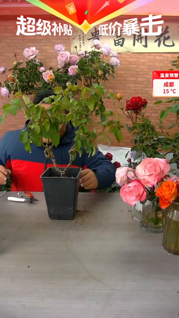 当前无花朵，栽培后可花朵朱丽叶