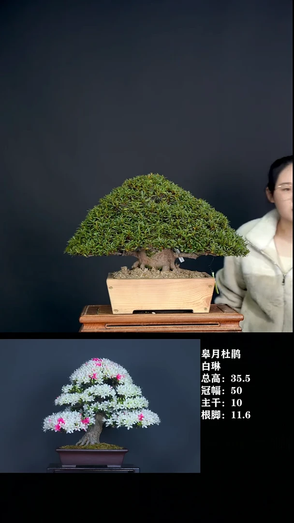 无花朵金*盛白琳-G3697