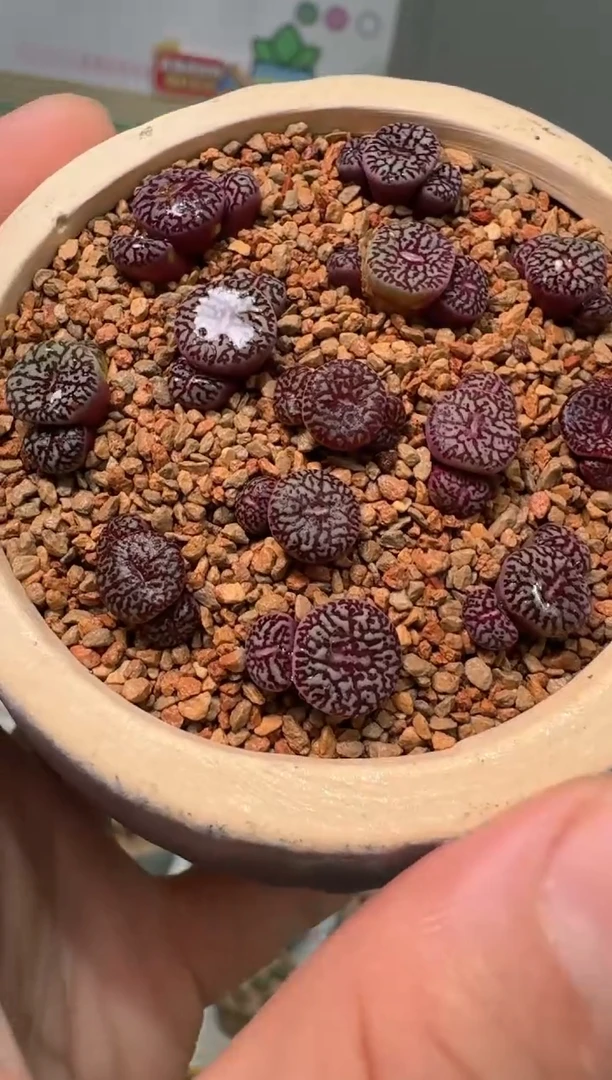 235多肉植物肉锥3170墨一颗