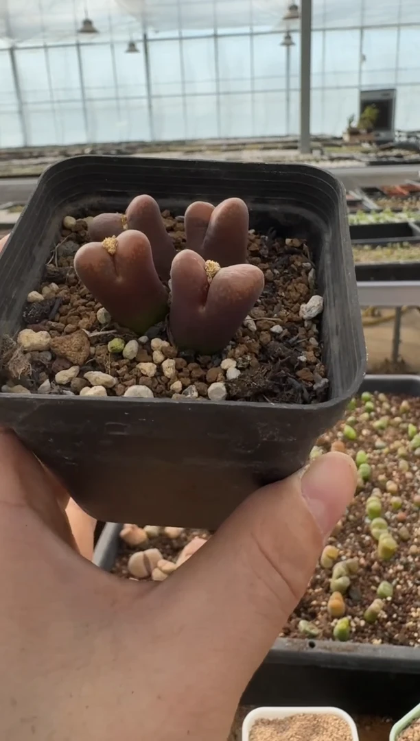 【闪购商品】7-355