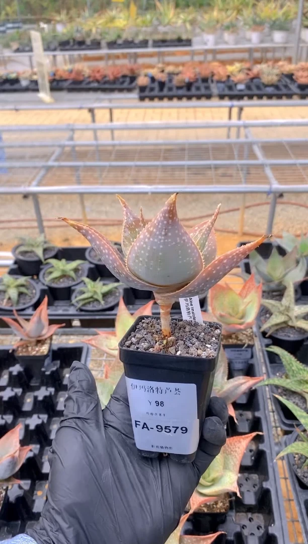 【闪购商品】伊玛洛特脱土FA-9579