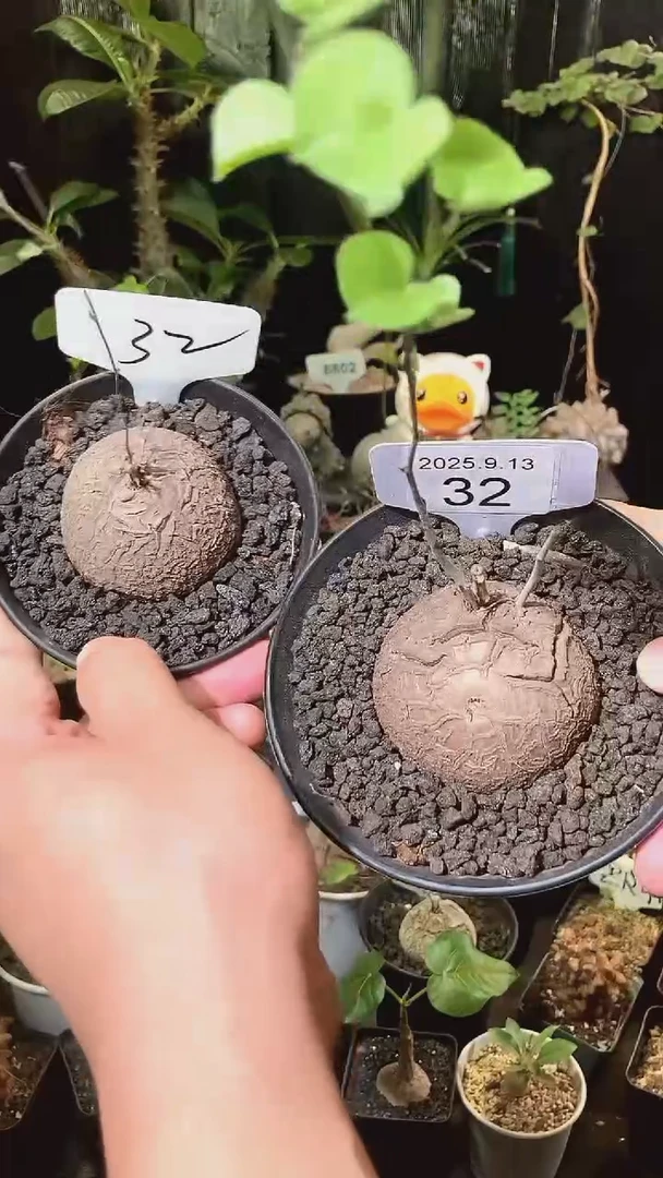32号913福利南非龟甲龙买1个送1个