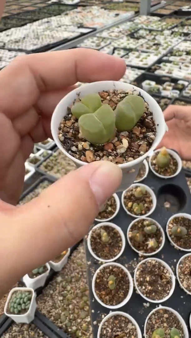 多肉植物肉锥脱土发29-194