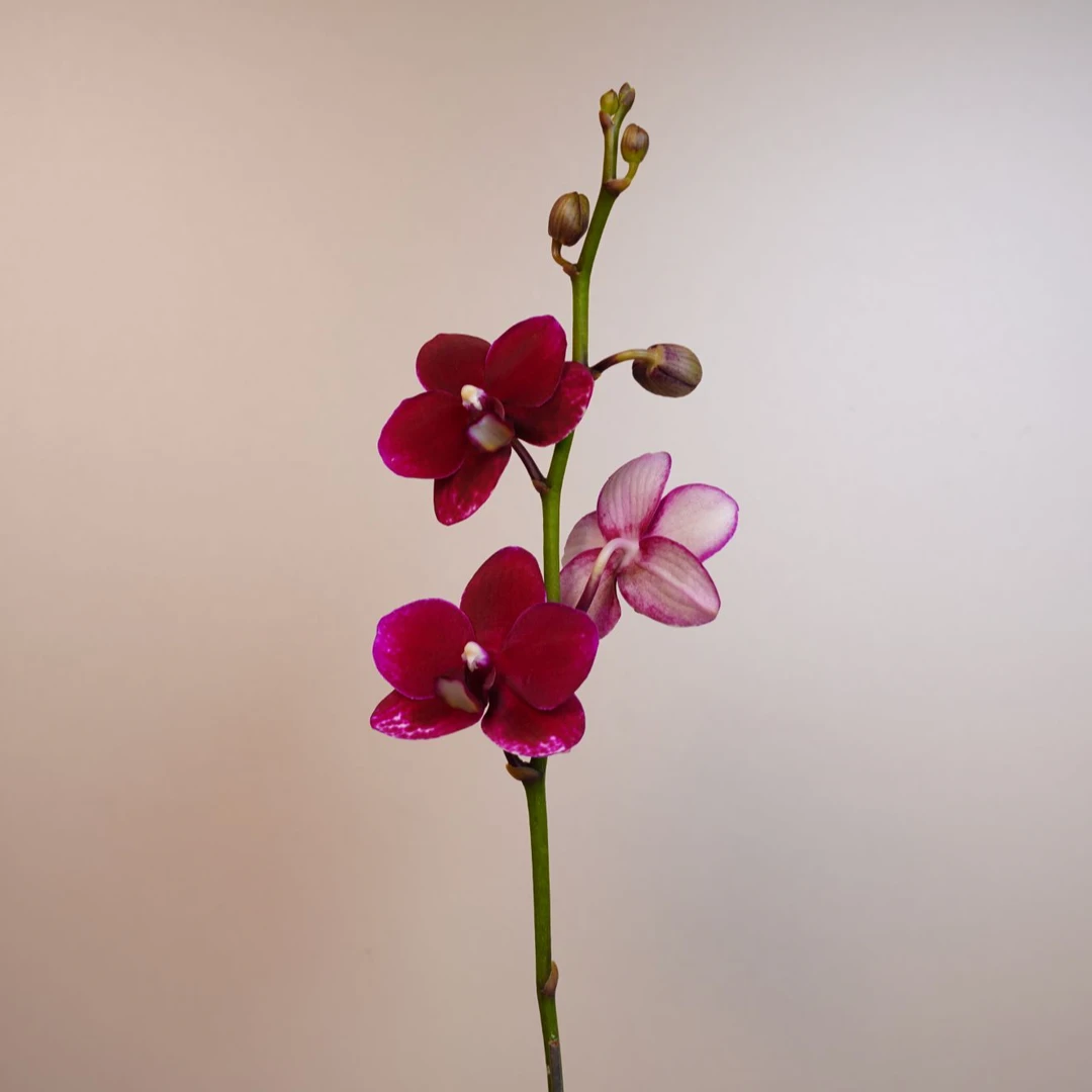 繁星里高档蝴蝶兰【胭脂】3.0寸带花带花苞开花株发货