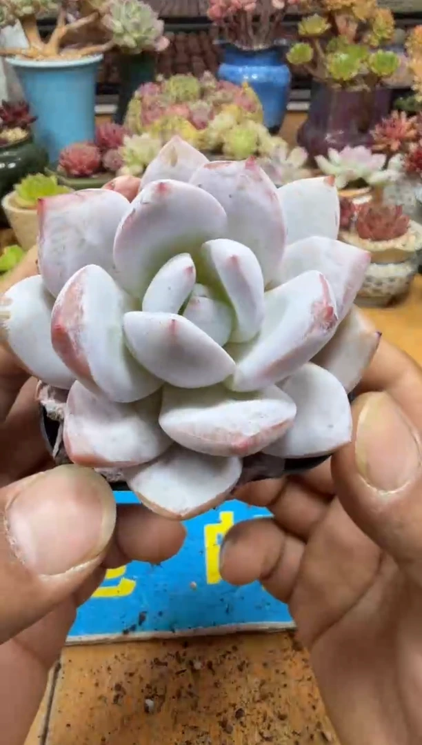 东云多肉园二店-123